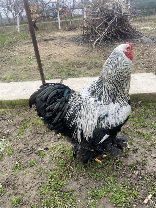 Vând cocoș Brahma Herminat Închis