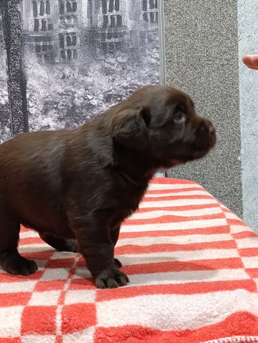 Щенки лабрадора ретривер