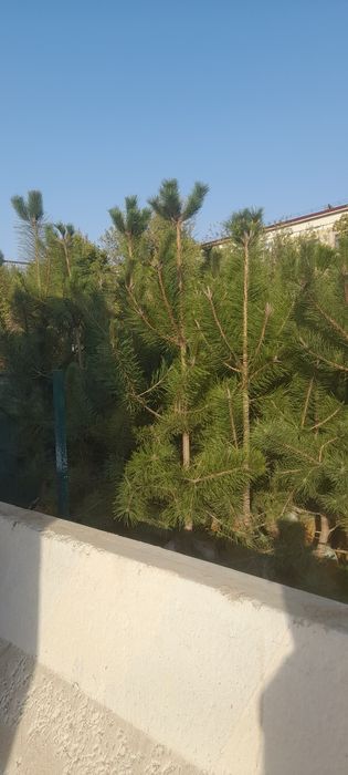 Archa va dekrativni daraxtlar