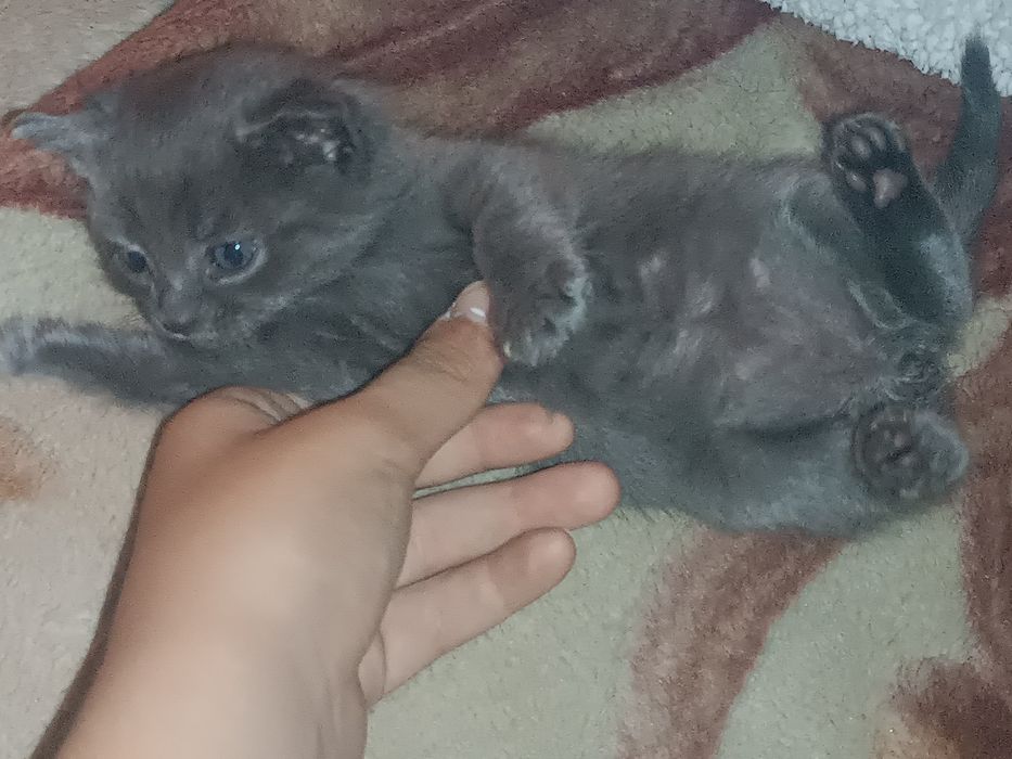 Вислоухие шотландцы