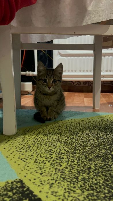 Дом для котёнка-мальчика