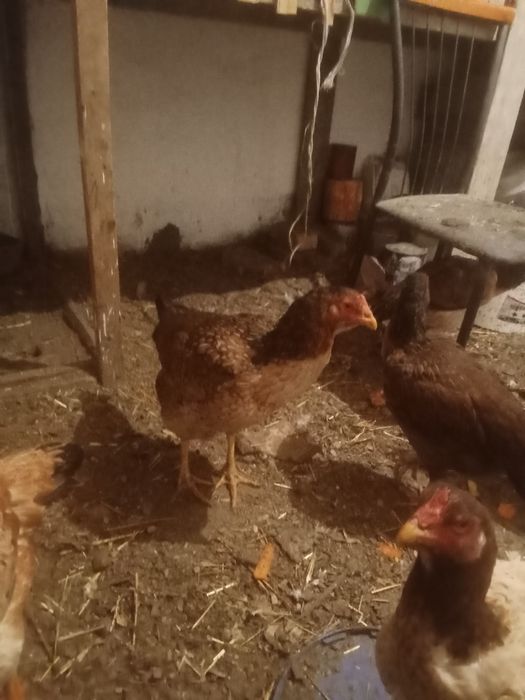 Дакан куритца 2года