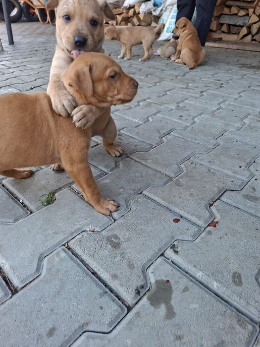 Adopții catei -donații