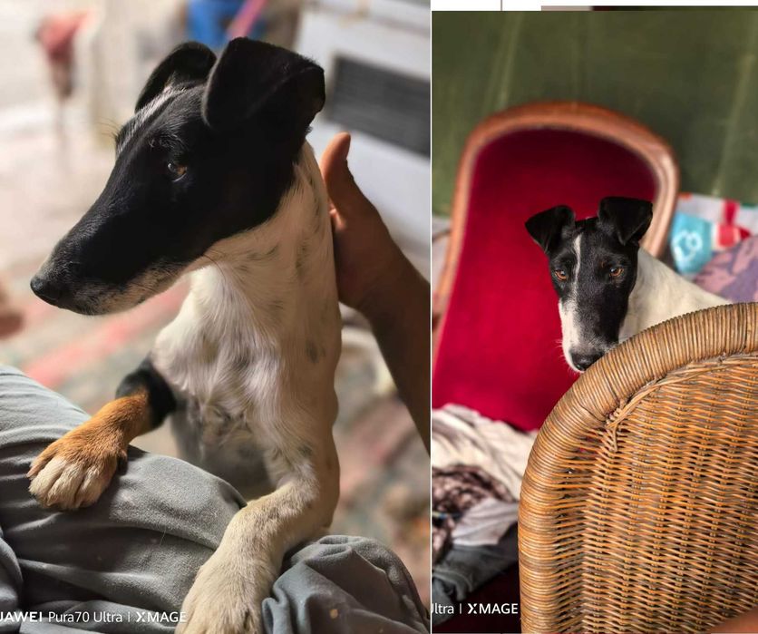 Catel Fox Terrier, rasa pura, foarte inteligent