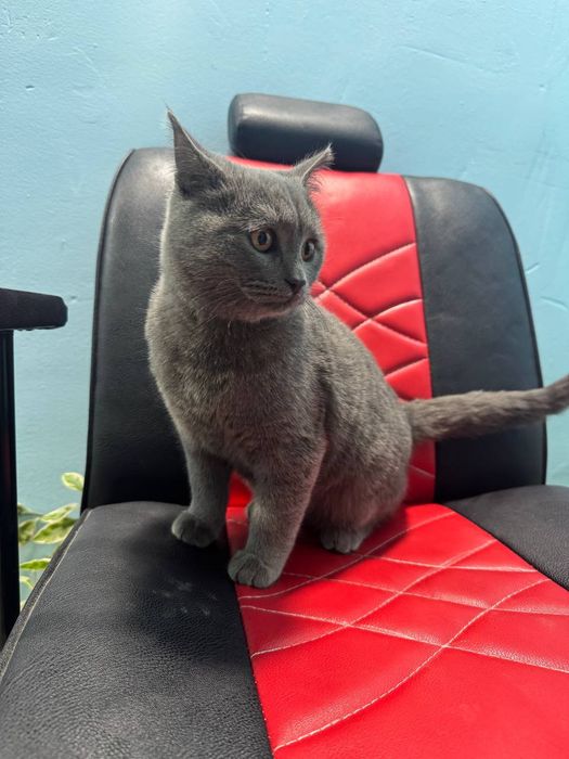 Скот пишак сотувда