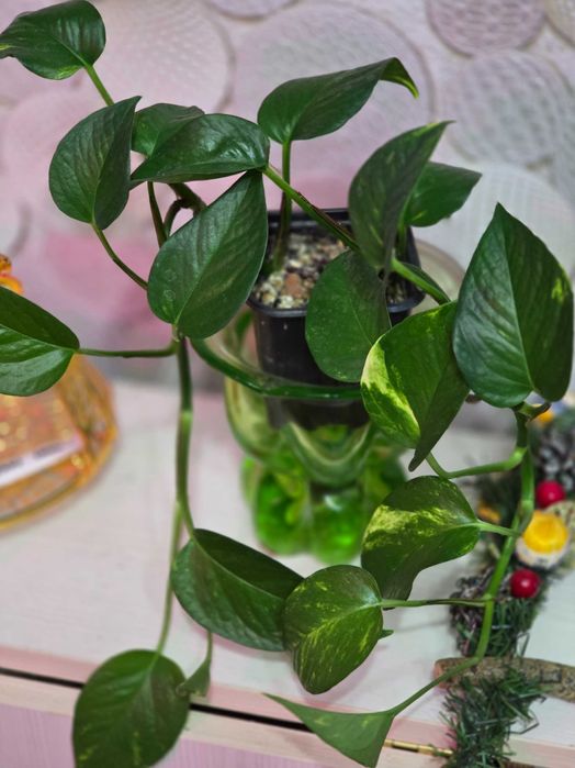 Комнатные цветы. Филодендрон. Драцена