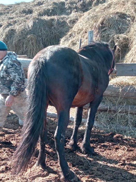 Продам жеоебца на племя