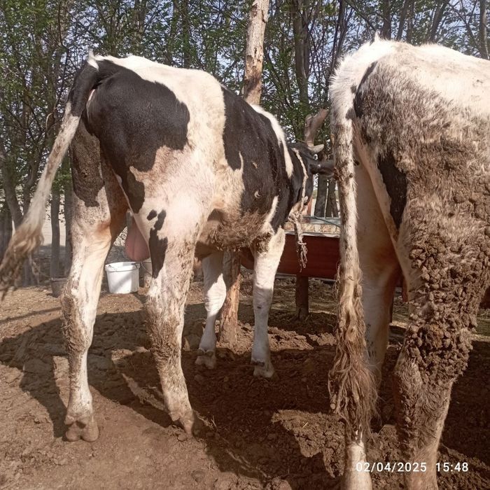 Buqalar sotiladi. Smental