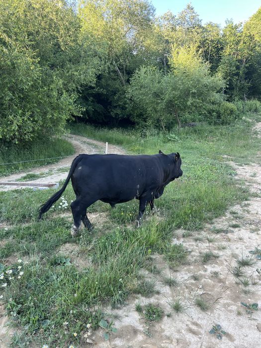 Taur angus cu juninca