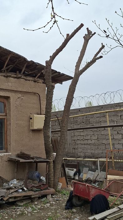 Отинла–дарахтла, дрова