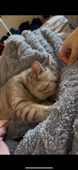 Отдам срочно добрые руки