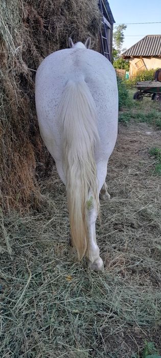 Vând cal castrat de 9 ani