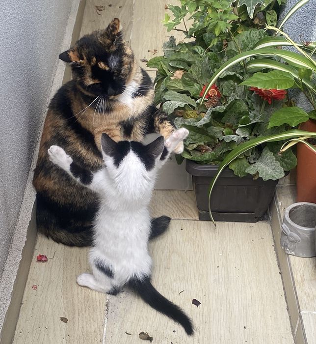 Подарявам котенце