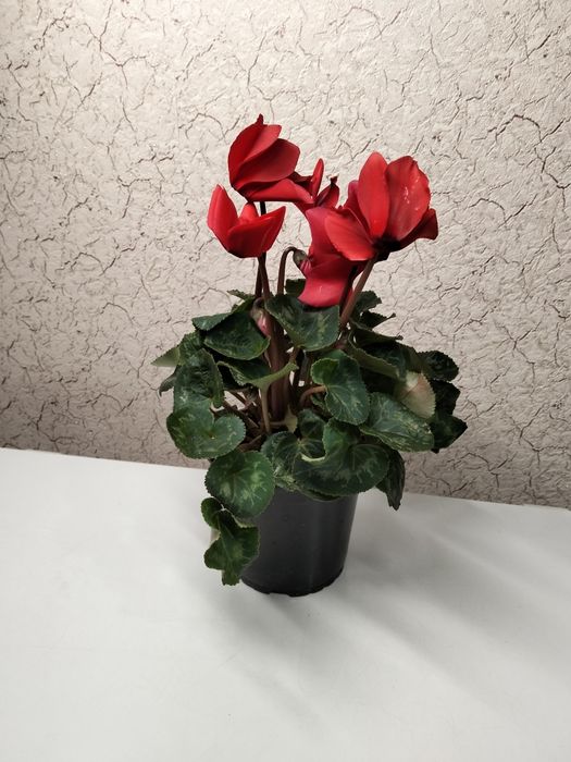 Цикламены комнатные цветы