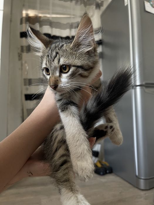 Котята сиамские смешанные
