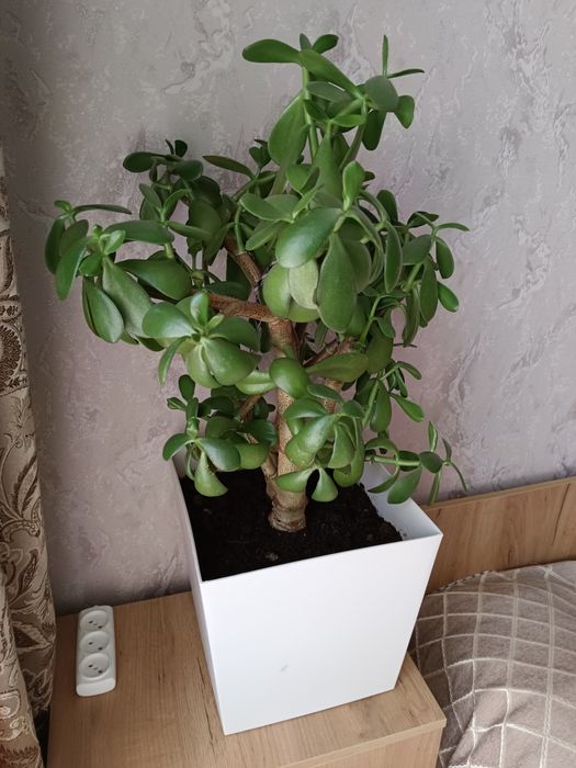 Продаю денежное дерево