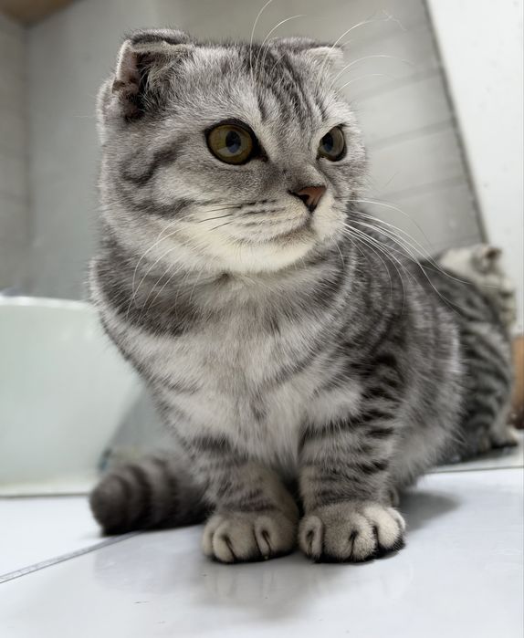 Шотландская вислоухая кошка