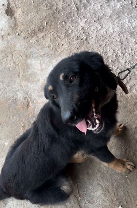 Пристраивается собака