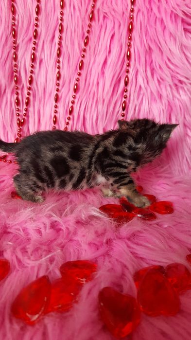 Бенгальская угольная девочка