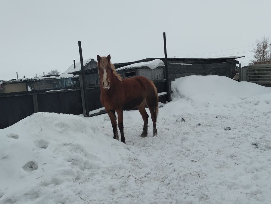 Продам кобылу 3 года.