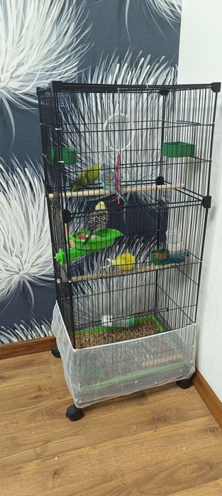 Продам волнистых попугайчиков с клеткой.