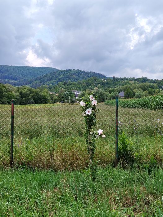 Ofer cazare în Cacica