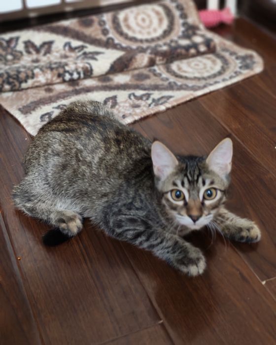 Котёнок в добрую и любящую кошек семью