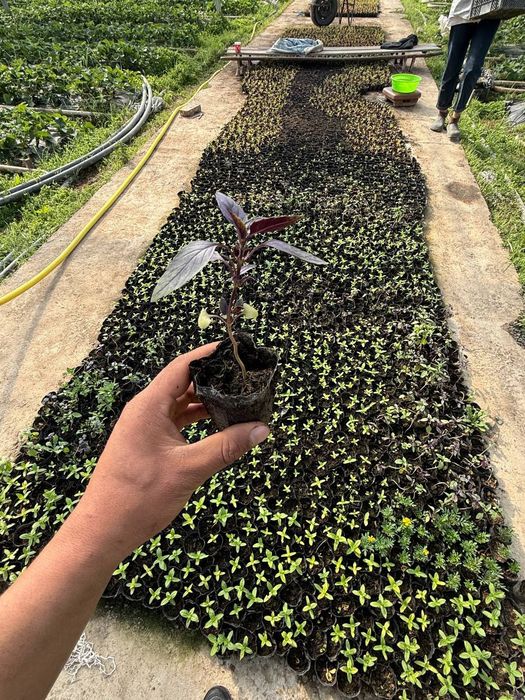 Трасса учун гуллар