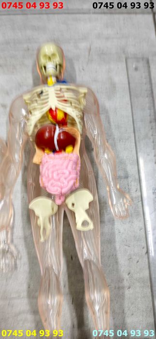 modele din plastic pentru anatomie biologie pereche 44cm inaltime se vind ca in poze
