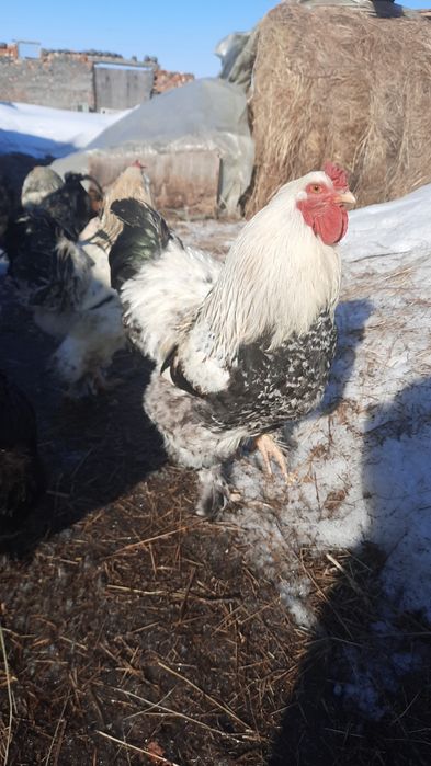 Петуххххх  Брама