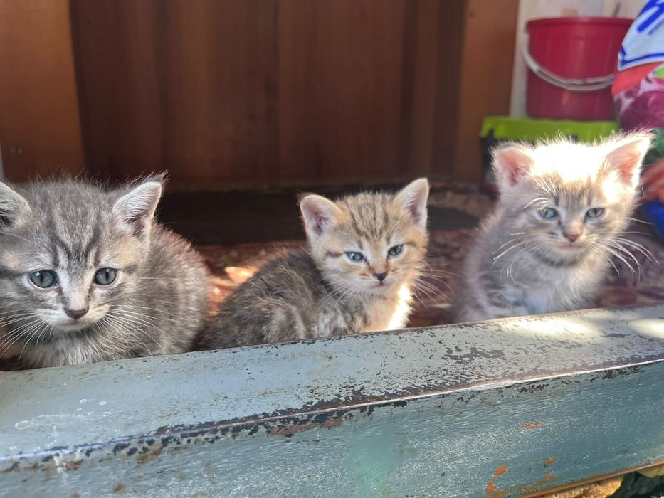 Отдам котят мальчики и девочки