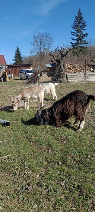 Capra la prima fătare cu ieduță
