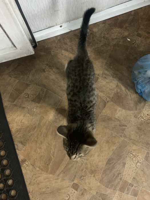 Отдам котенка бесплатно