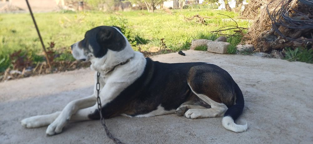 Alabay urg'ochi 3yosh