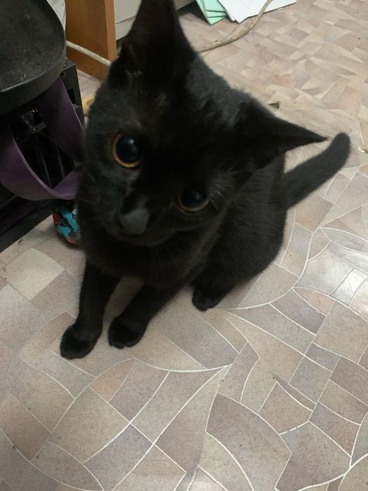 Отдам доброго милого котенка