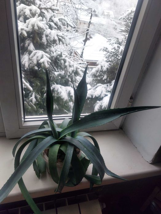 Продам цветок Агава