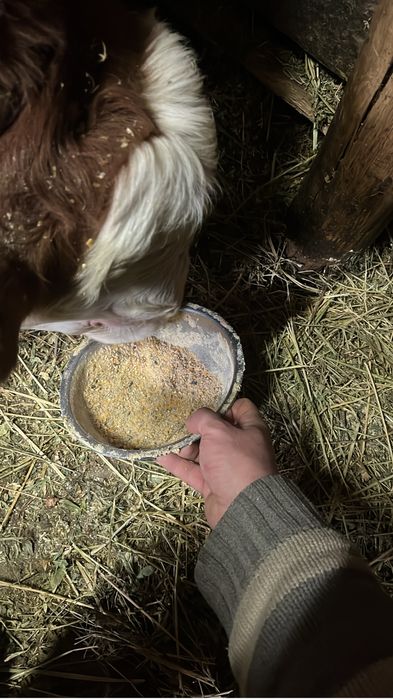 Vitea de 3 luni jumtate