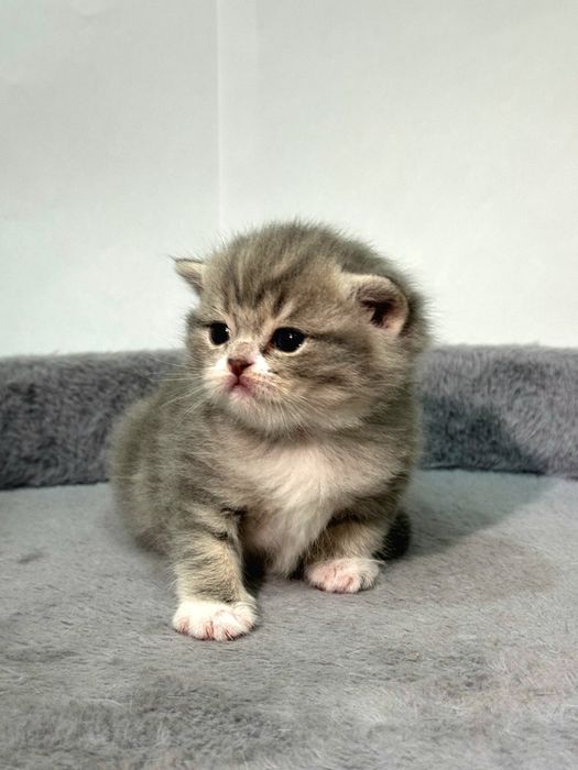 Шотландские котята