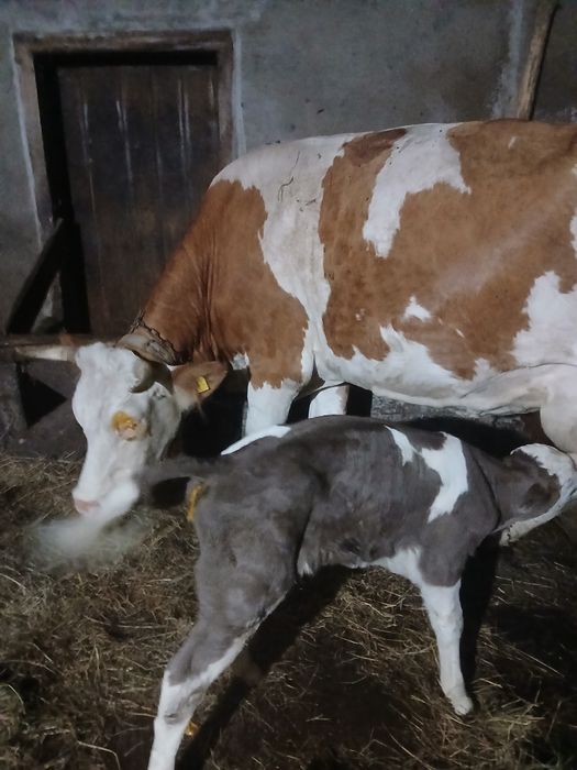 Vând 1 vaca din 2 bucăți la alegere 0745557326
