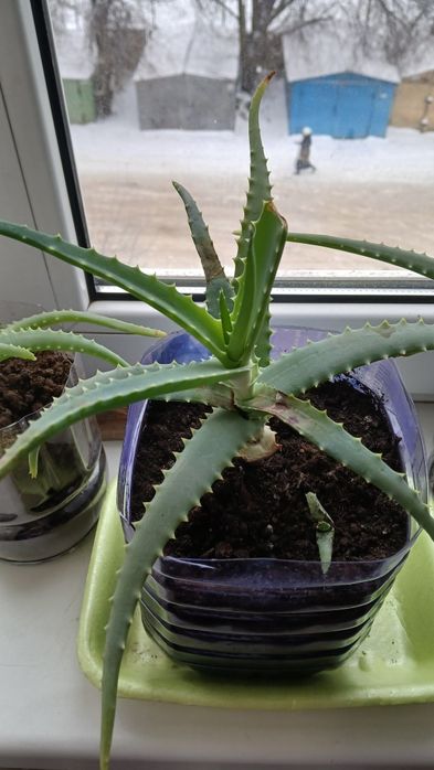 Комнатные растения