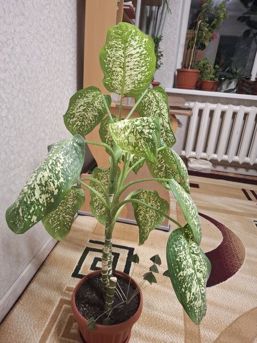 Диффенбахия комнатные цветы