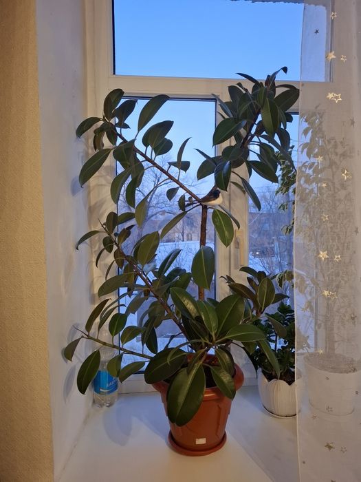 Фикус в хорошем состоянии