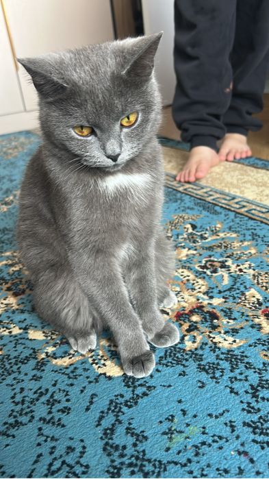 Отдам кошку в хорошие руки