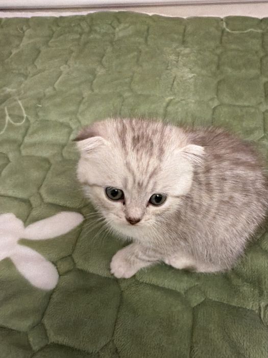pisoiasi Scottish Fold si un Brittish long hair