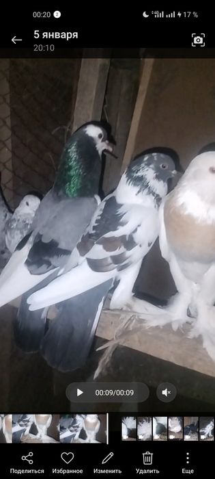 Голуби декоративные