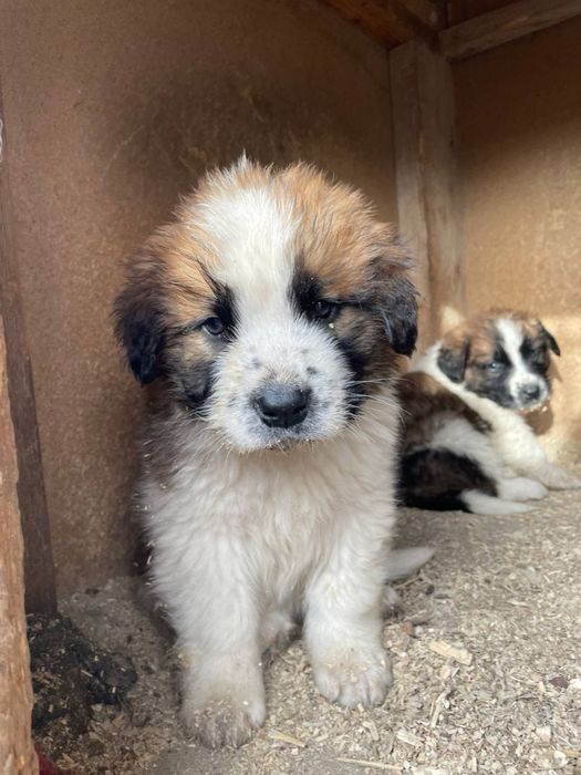 Московская сторожевая щенки
