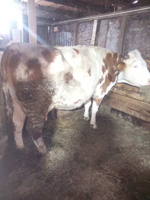 Vacă gestantă  bună de tinut