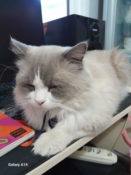 Продаётся Регдолл кот