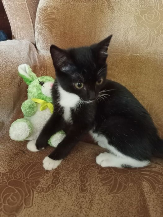 Отдам котенка в добрые руки