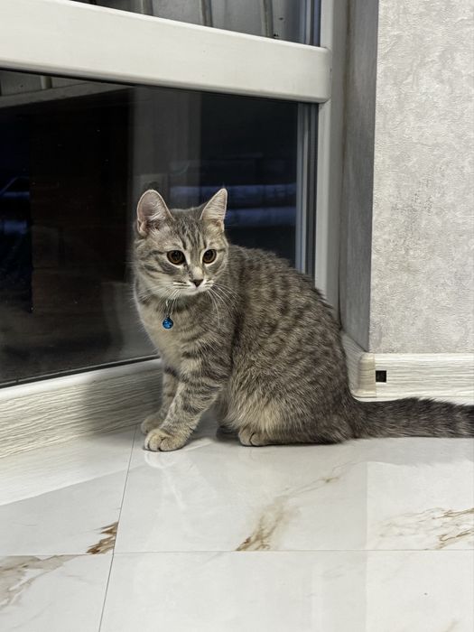 Продаётся прямоухая короткошерстная девочка